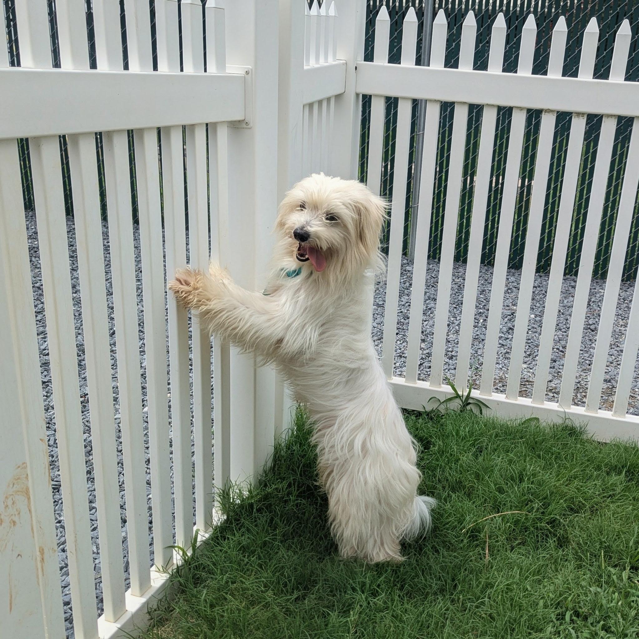 Enlarge Jovi, a Adoptable Maltese in Paramus, NJ image 5/6