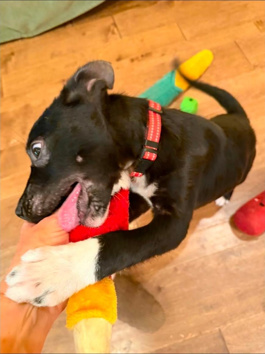 Bobbi Roo, an adopted mixed breed in Toledo, OH image 2/6