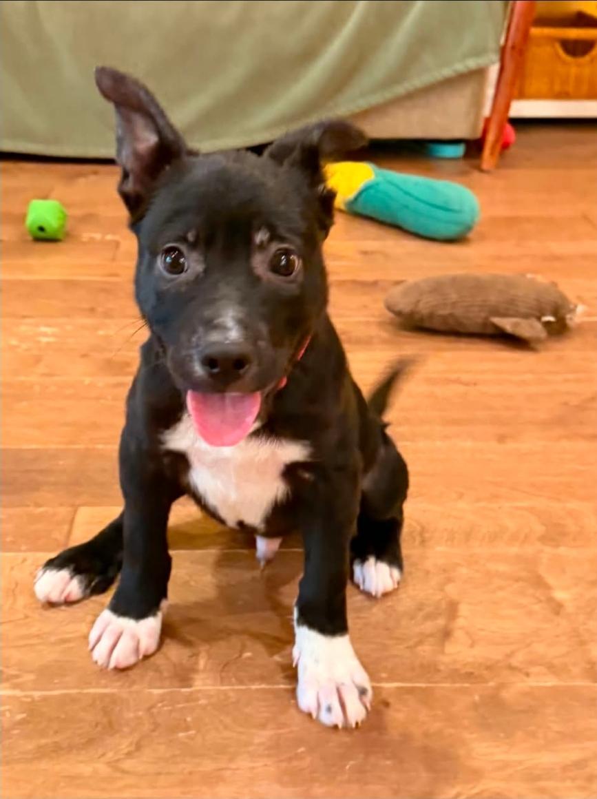 Bobbi Roo, adopted, Puppy Male Border Collie.