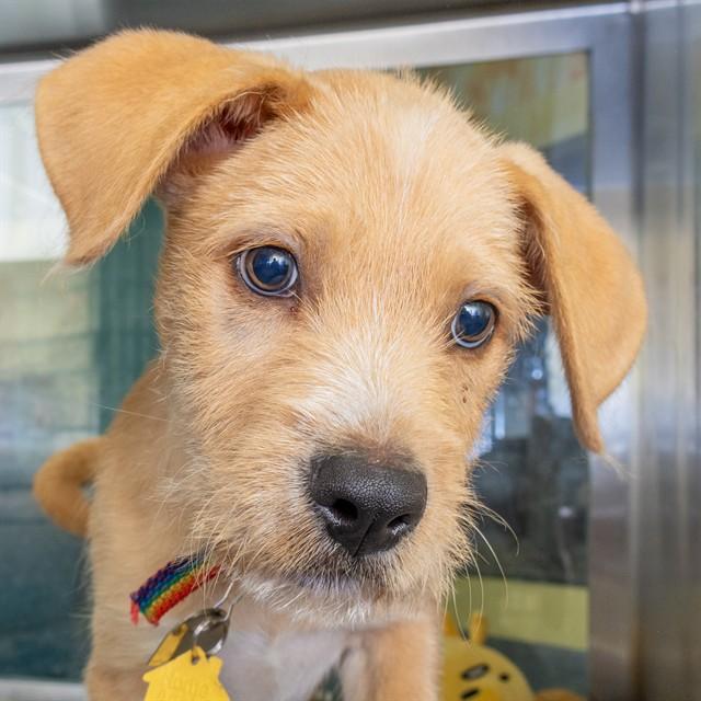 IRON MAN, Adoptable, Puppy Male Labrador Retriever & Mixed Breed.