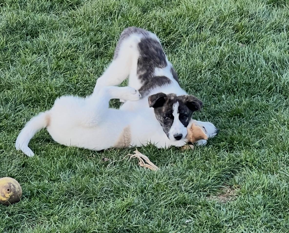 Enlarge Izzy, a ADOPTABLE Mixed Breed in Maineville, OH image 4/5