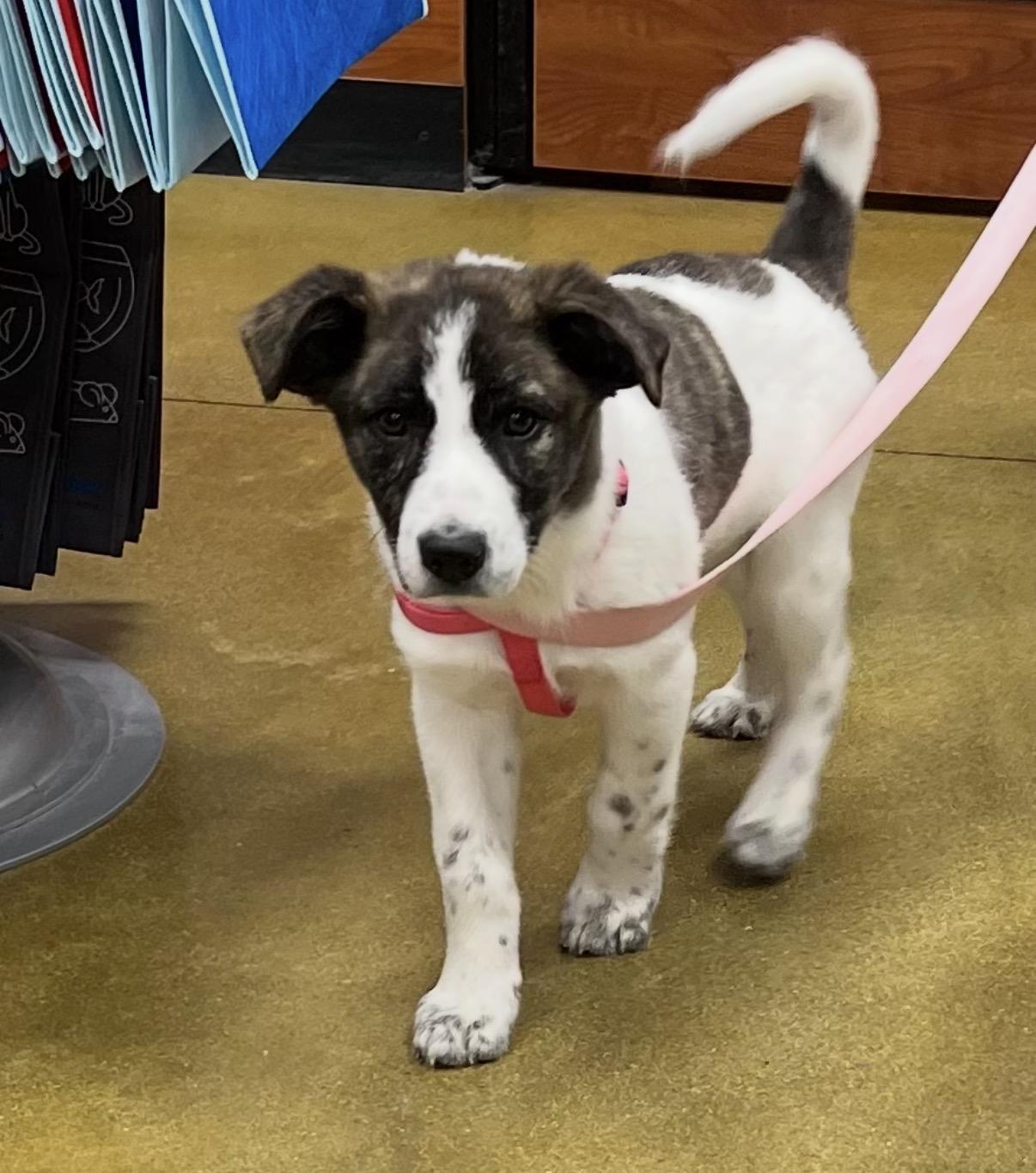 Enlarge Izzy, a ADOPTABLE Mixed Breed in Maineville, OH image 1/5