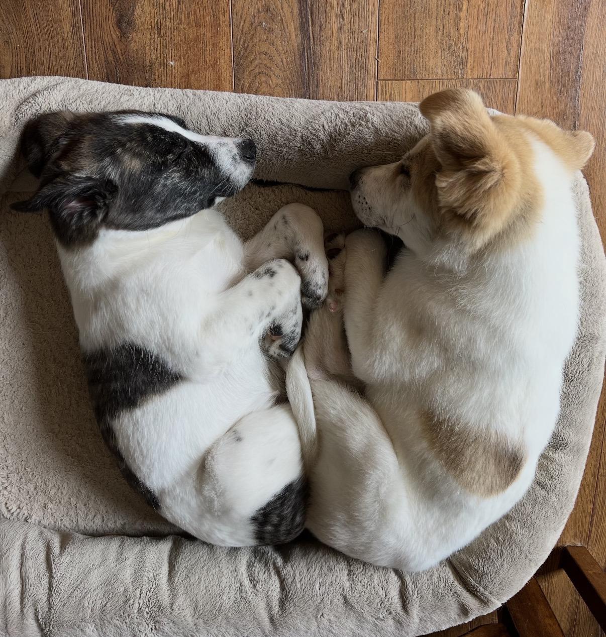 Enlarge Izzy, a ADOPTABLE Mixed Breed in Maineville, OH image 2/5