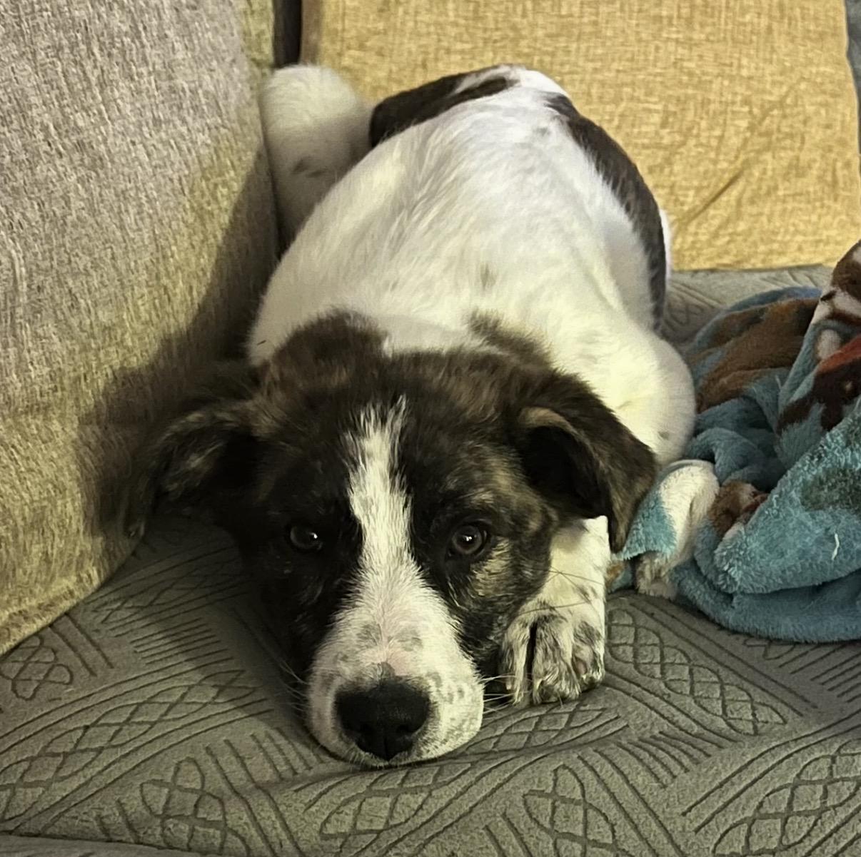 Enlarge Izzy, a ADOPTABLE Mixed Breed in Maineville, OH image 3/5