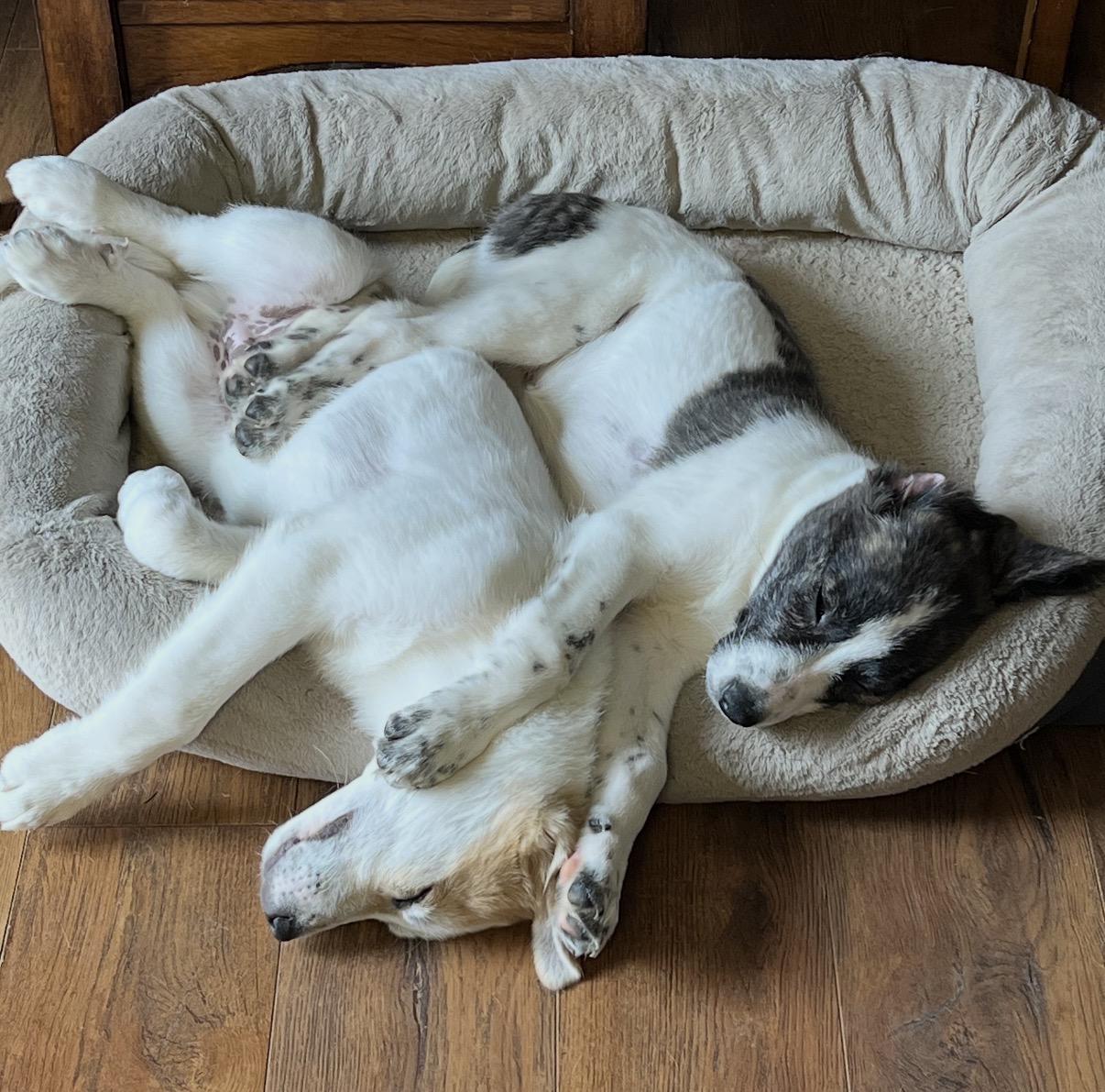 Enlarge Izzy, a ADOPTABLE Mixed Breed in Maineville, OH image 5/5