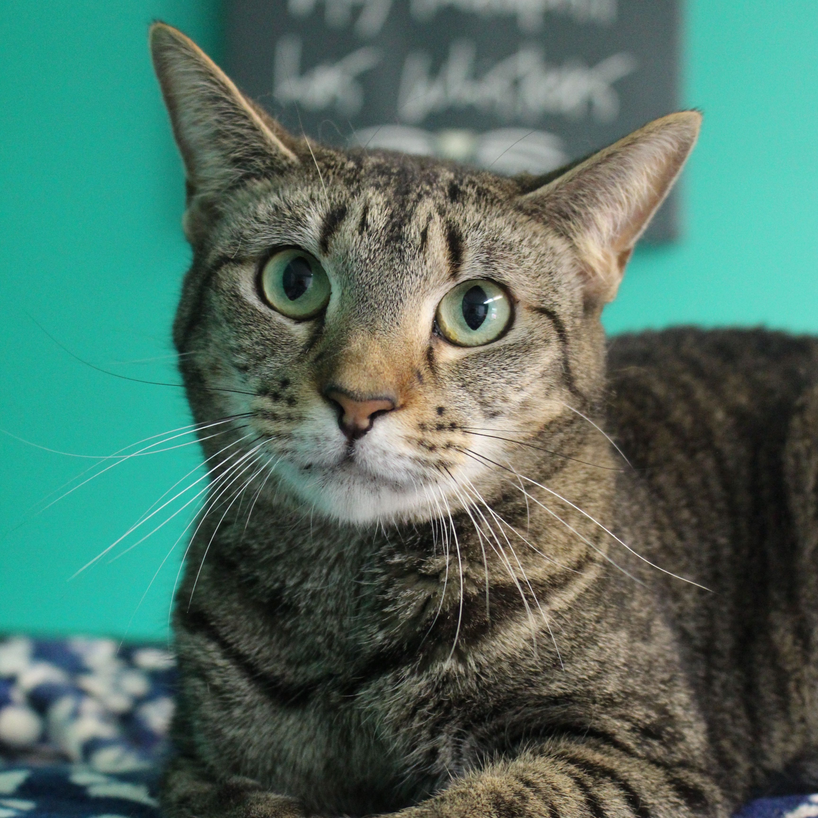 Enlarge Aja, a Adoptable Tabby in Concord, NC image 1/2