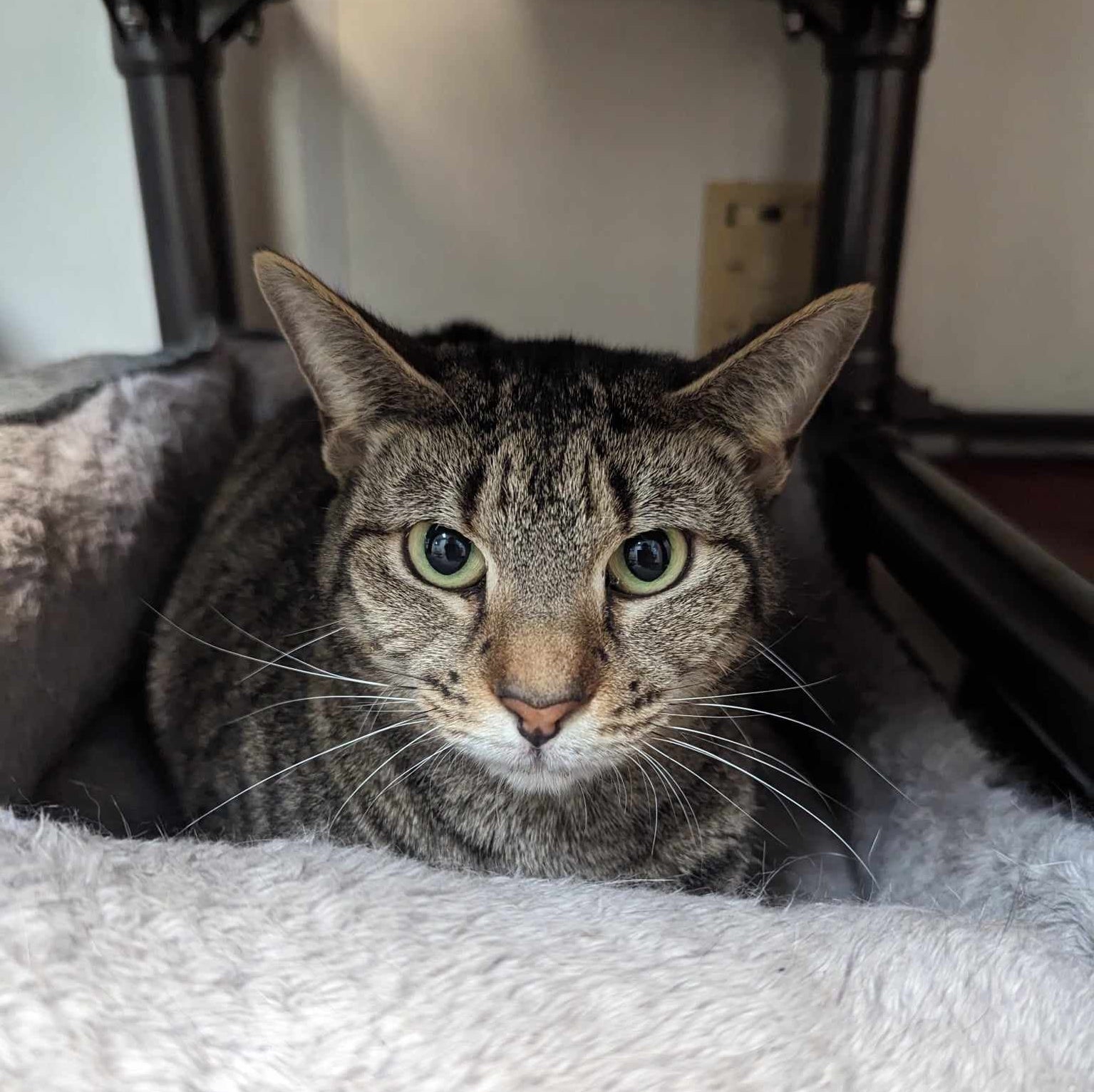 Enlarge Aja, a Adoptable Tabby in Concord, NC image 2/2