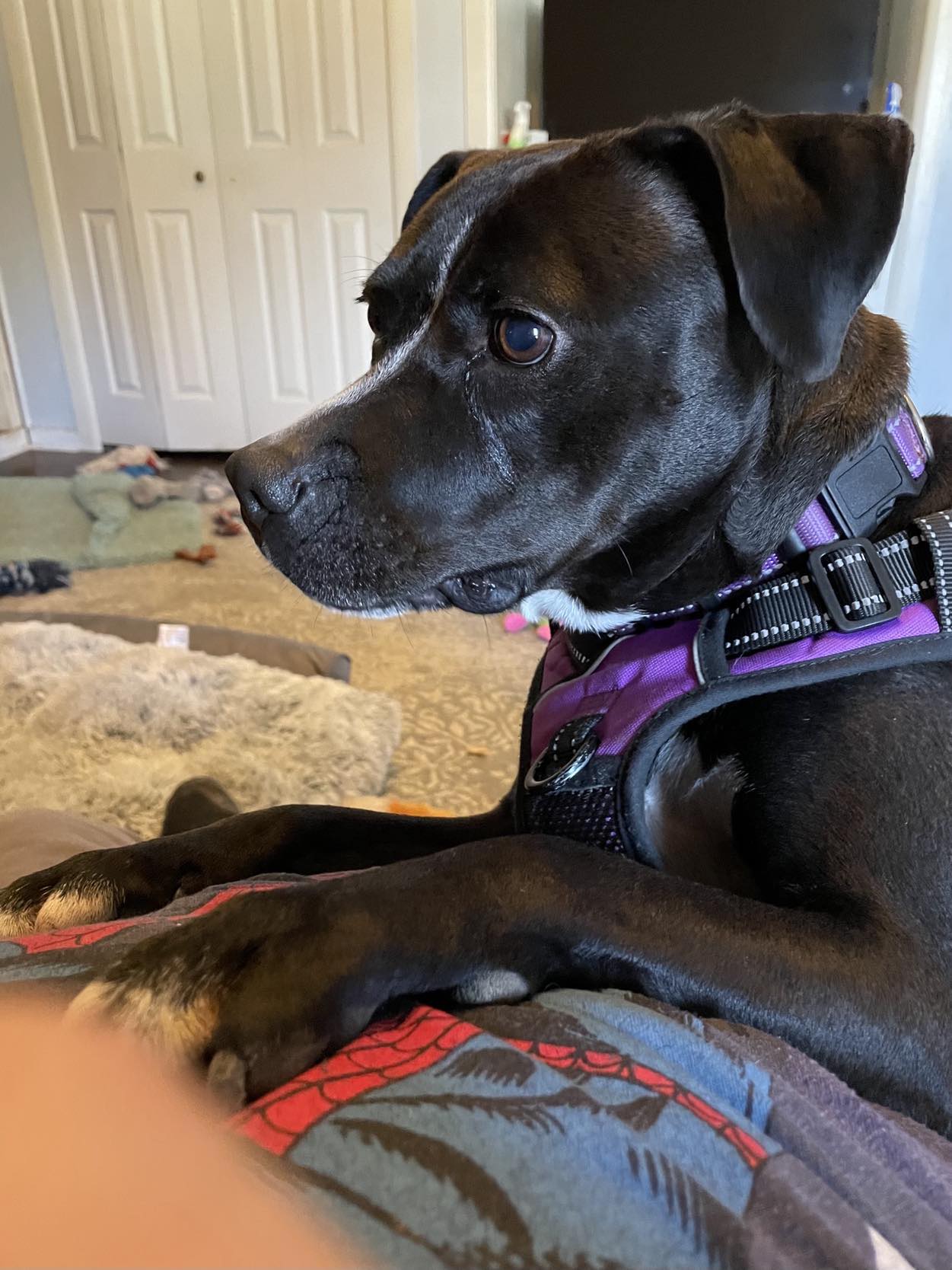 Ember, Adult Female Pit Bull Terrier