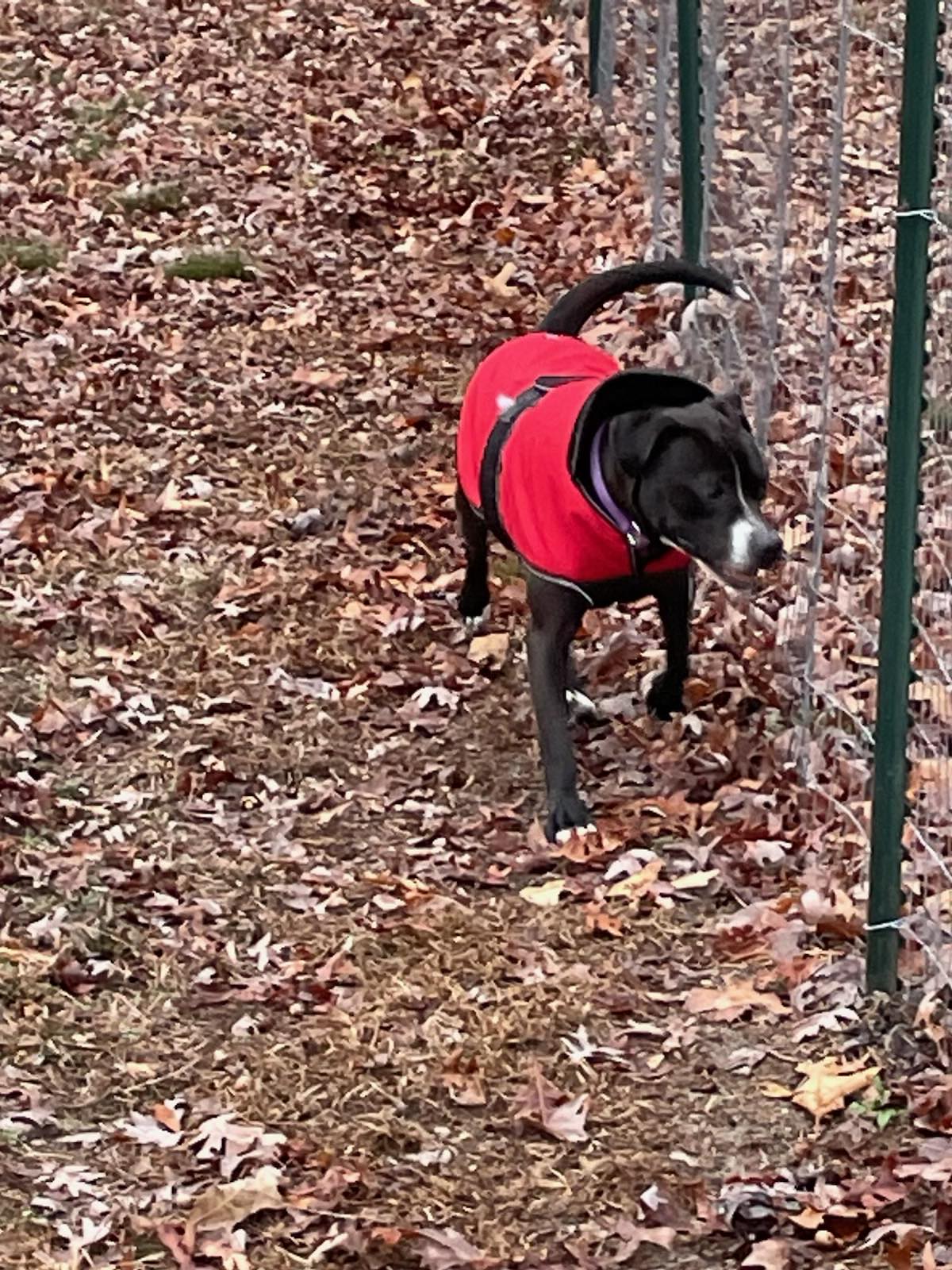 Ember photo 2