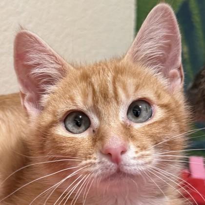Enlarge Calf, a Adoptable mixed breed in Pleasanton, CA image 1/3