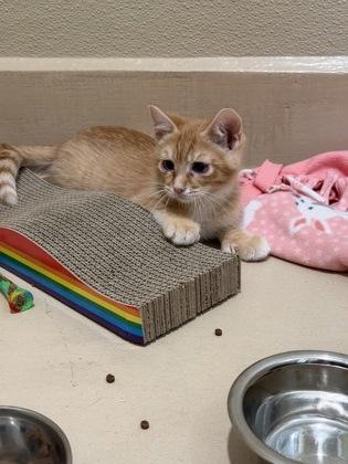 Enlarge Calf, a Adoptable mixed breed in Pleasanton, CA image 2/3