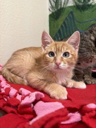 Enlarge Calf, a Adoptable mixed breed in Pleasanton, CA image 3/3