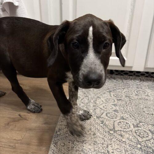Clarabelle, Adoptable, Puppy Female German Shorthaired Pointer & Labrador Retriever.