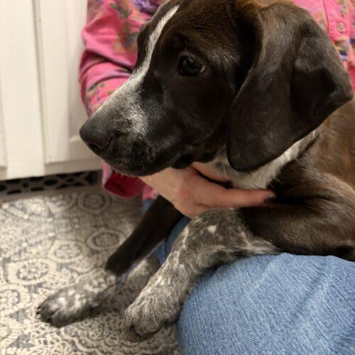Enlarge Clarabelle, a Adoptable mixed breed in Christiansburg, VA image 2/6