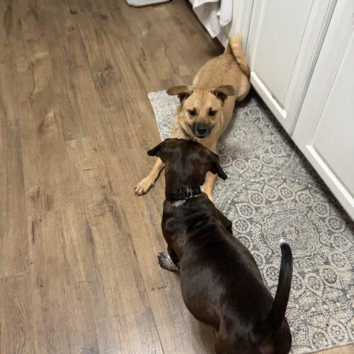 Enlarge Clarabelle, a Adoptable mixed breed in Christiansburg, VA image 3/6