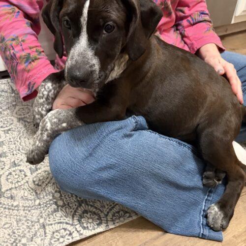 Enlarge Clarabelle, a Adoptable mixed breed in Christiansburg, VA image 4/6