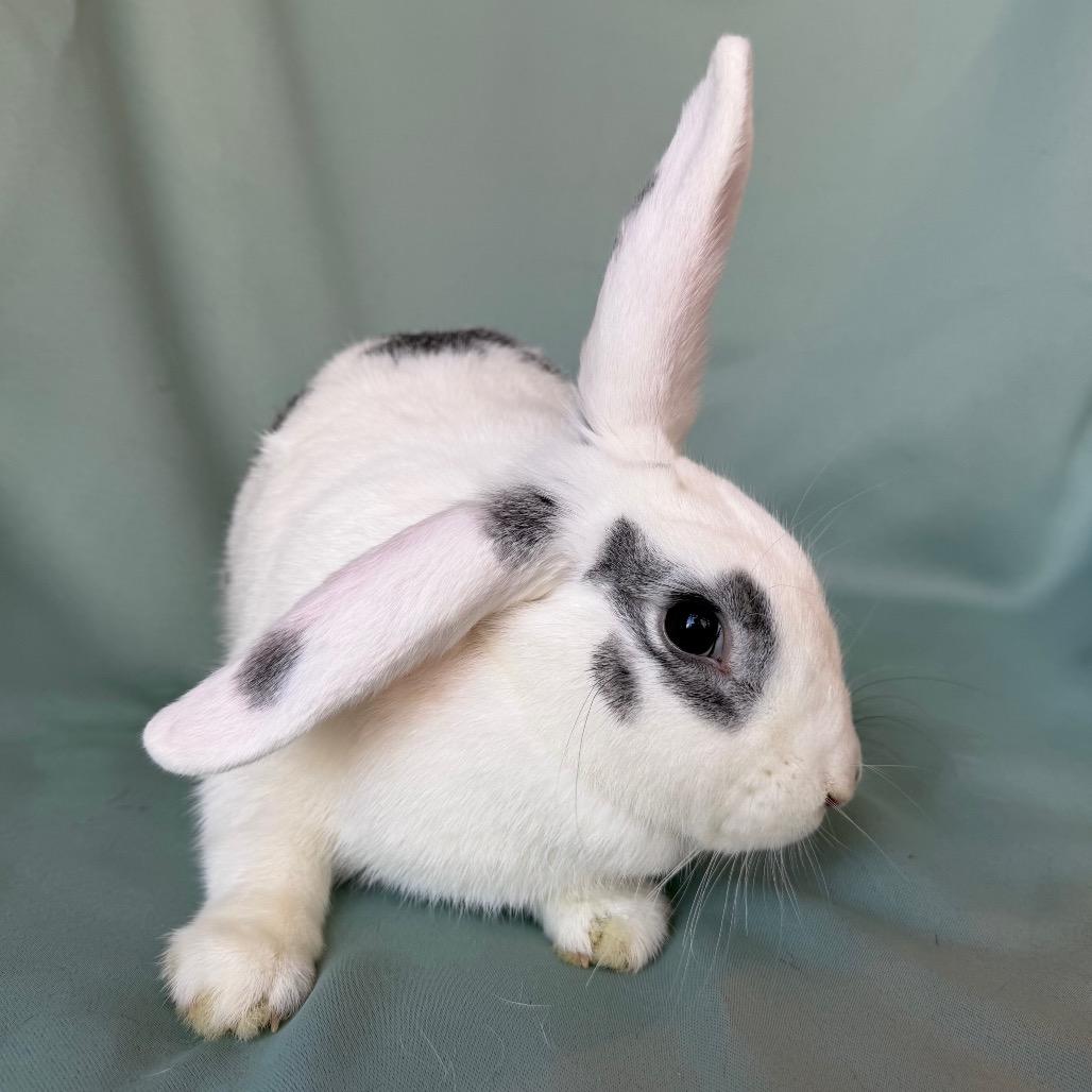 Trix (bonded to Cheerio), an adopted mixed breed in Reston, VA image 2/6