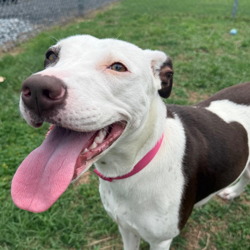 Sabine, Adoptable, Young Female Pit Bull Terrier & Mixed Breed.