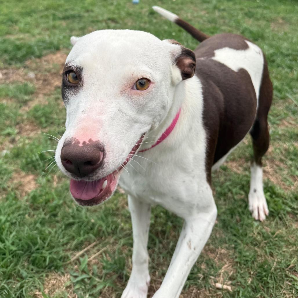 Sabine, a Adoptable mixed breed in Jacksonville, AR image 2/6