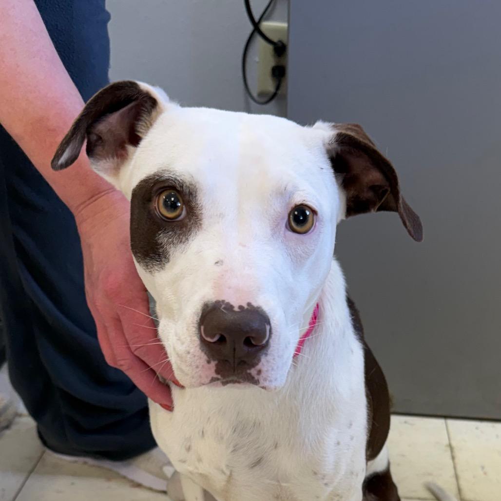 Sabine, a Adoptable mixed breed in Jacksonville, AR image 3/6