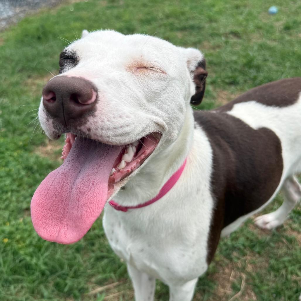 Sabine, a Adoptable mixed breed in Jacksonville, AR image 4/6