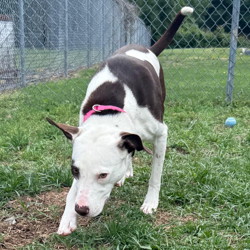 Sabine, a Adoptable mixed breed in Jacksonville, AR image 5/6