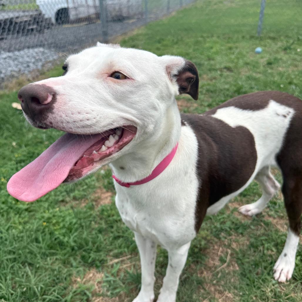 Sabine, a Adoptable mixed breed in Jacksonville, AR image 6/6