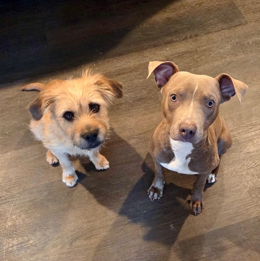 Enlarge Molly, a Adoptable Mixed Breed in Richmond, VA image 6/6