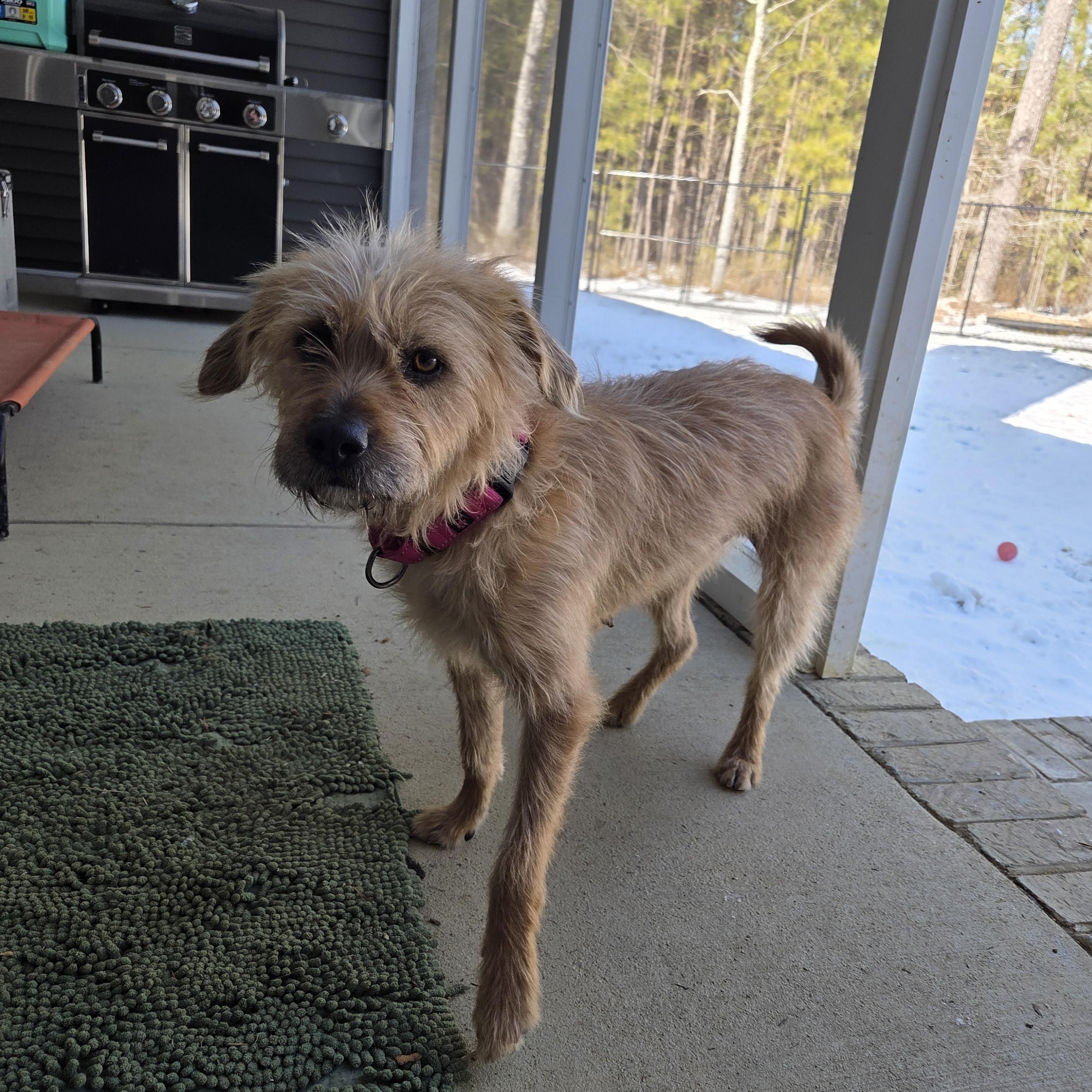 Enlarge Molly, a Adoptable Mixed Breed in Richmond, VA image 5/6