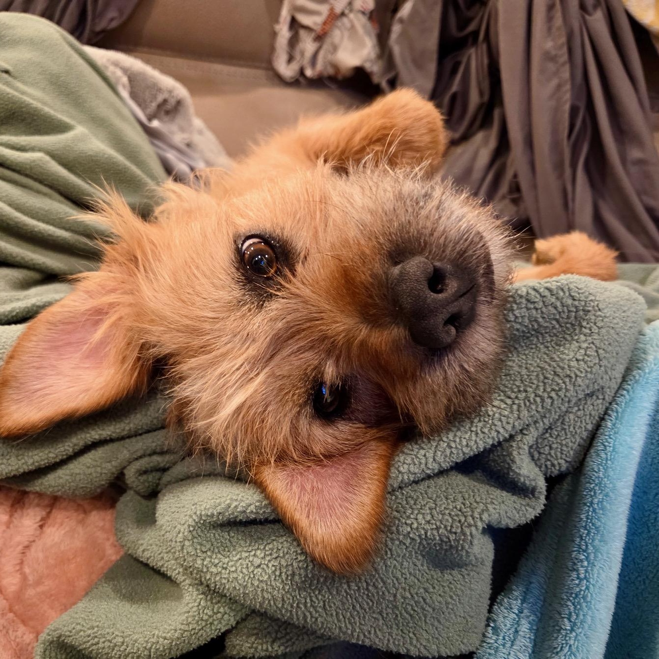 Enlarge Molly, a Adoptable Mixed Breed in Richmond, VA image 1/6