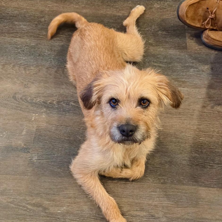 Enlarge Molly, a Adoptable Mixed Breed in Richmond, VA image 4/6