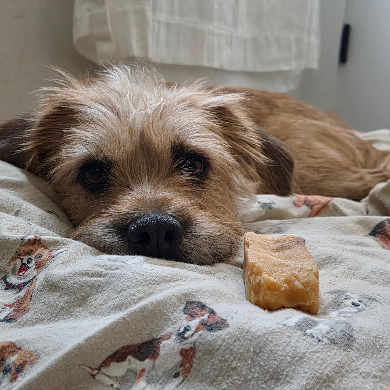 Enlarge Molly, a Adoptable Mixed Breed in Richmond, VA image 3/6