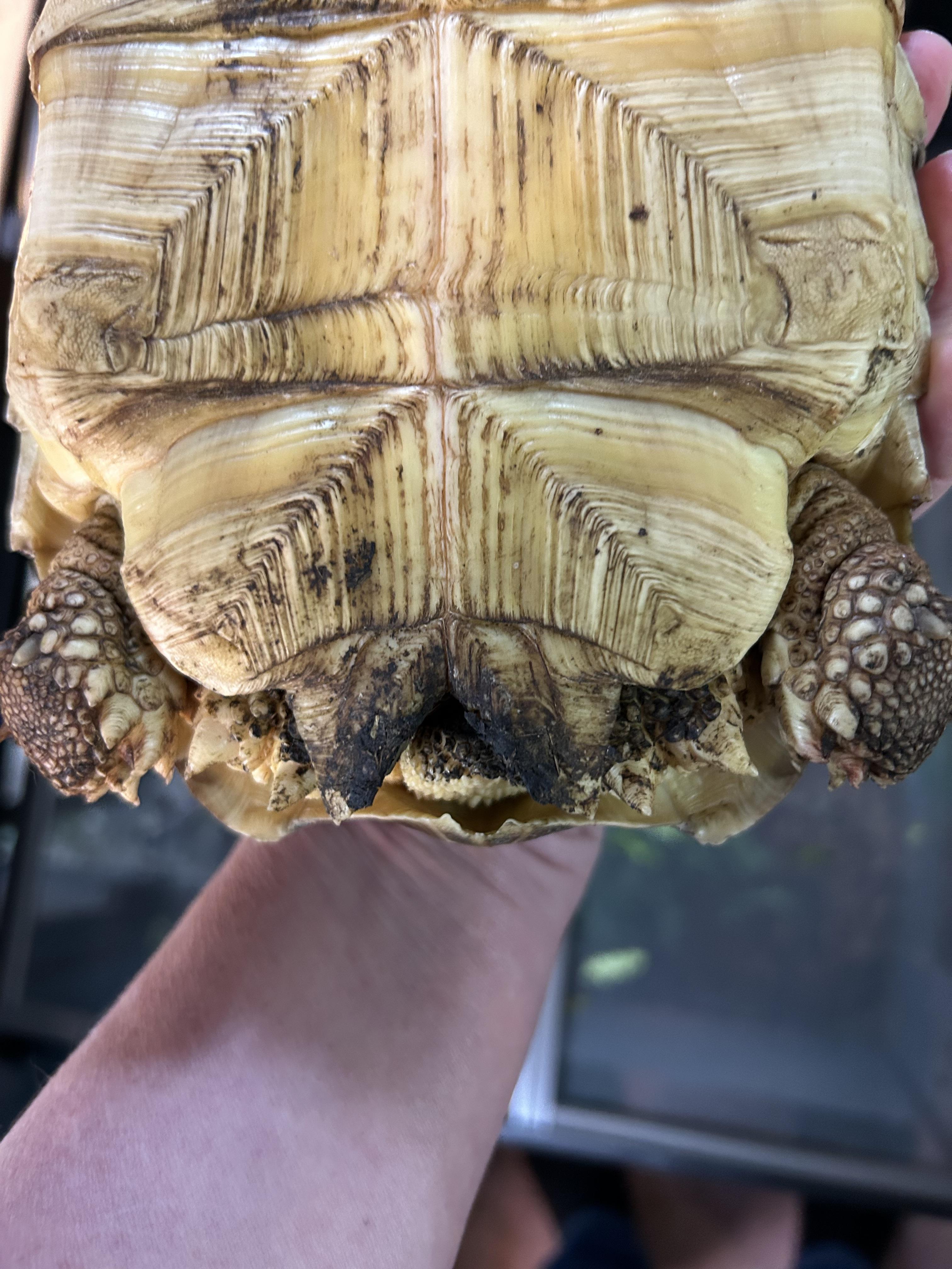 Sulcata Tortoise, a ADOPTABLE Sulcata in Concord, CA image 3/3