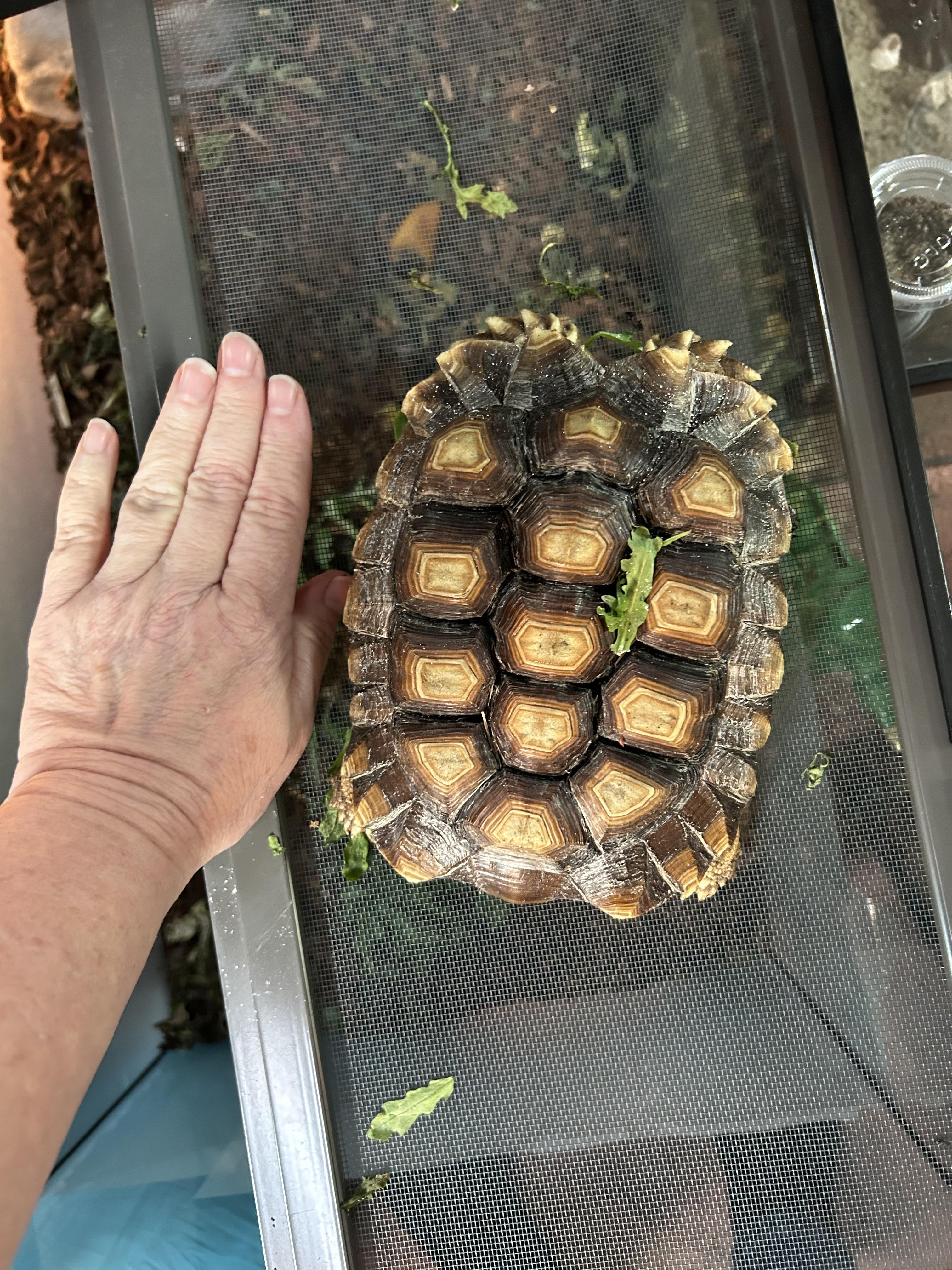 Sulcata Tortoise, ADOPTABLE, Young Unknown Sulcata.