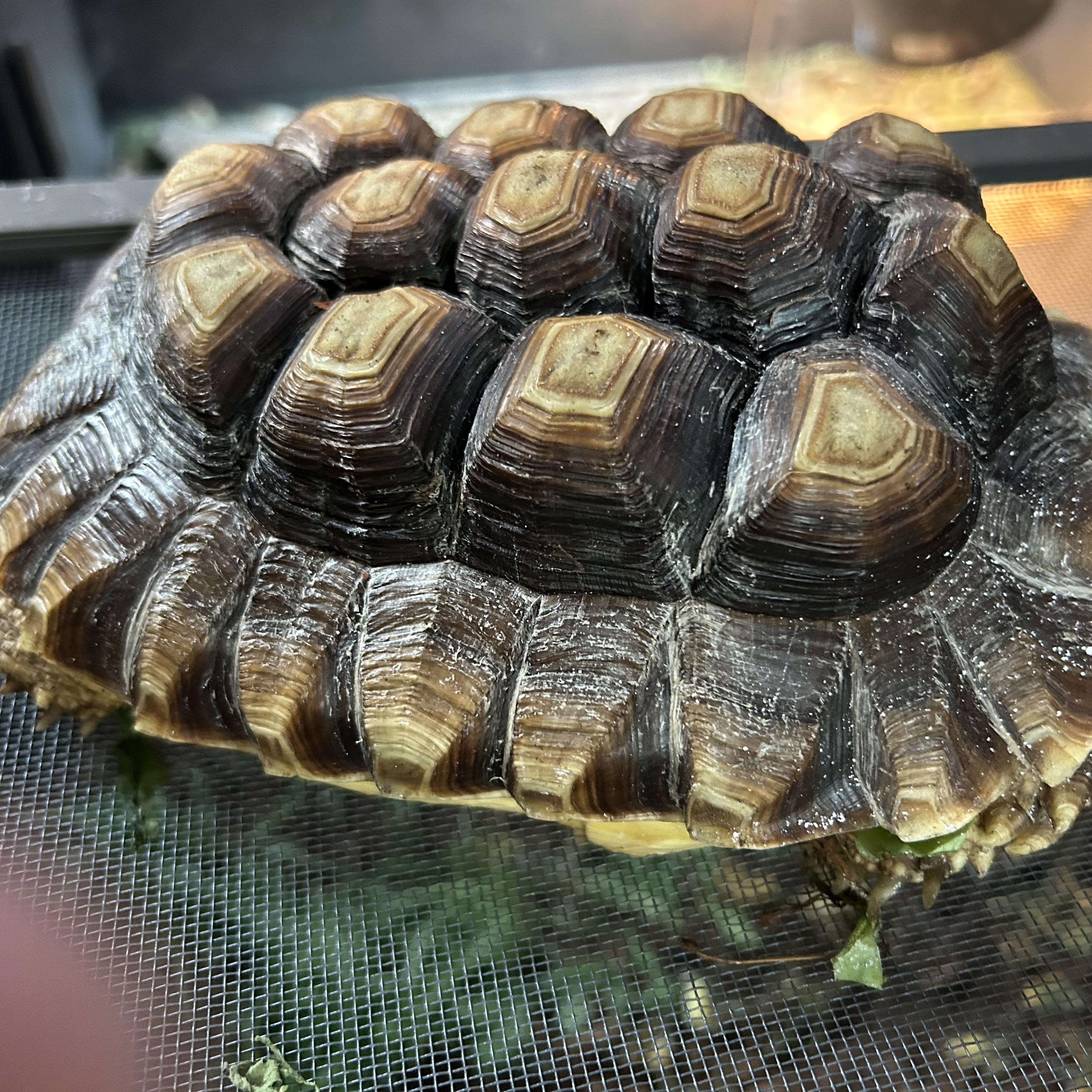 Sulcata Tortoise, a ADOPTABLE Sulcata in Concord, CA image 2/3