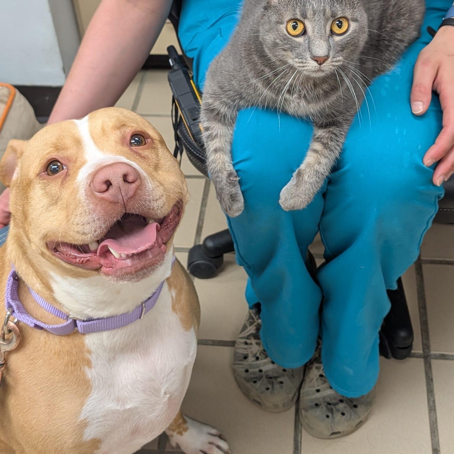 Kelce (Bonded with Hulu), adopted, Adult Female Pit Bull Terrier.