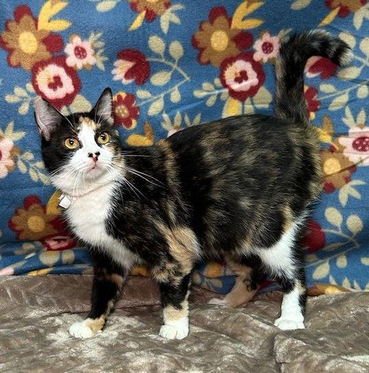 250619  Missy, Adoptable, Adult Female Domestic Medium Hair.