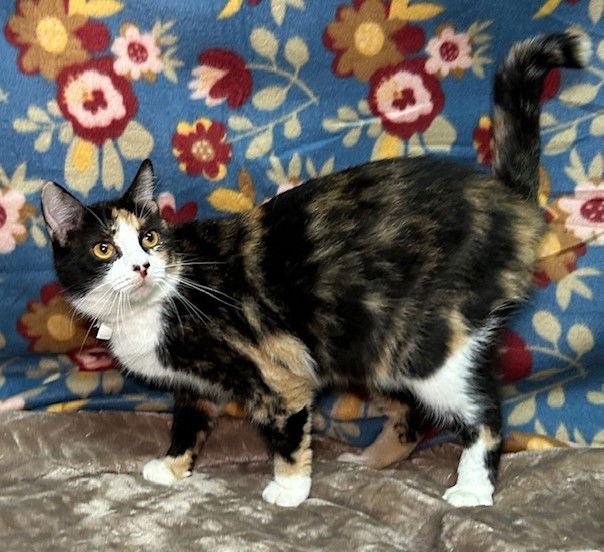 Enlarge 250619  Missy, a Adoptable Domestic Medium Hair in Wetumpka, AL image 2/2