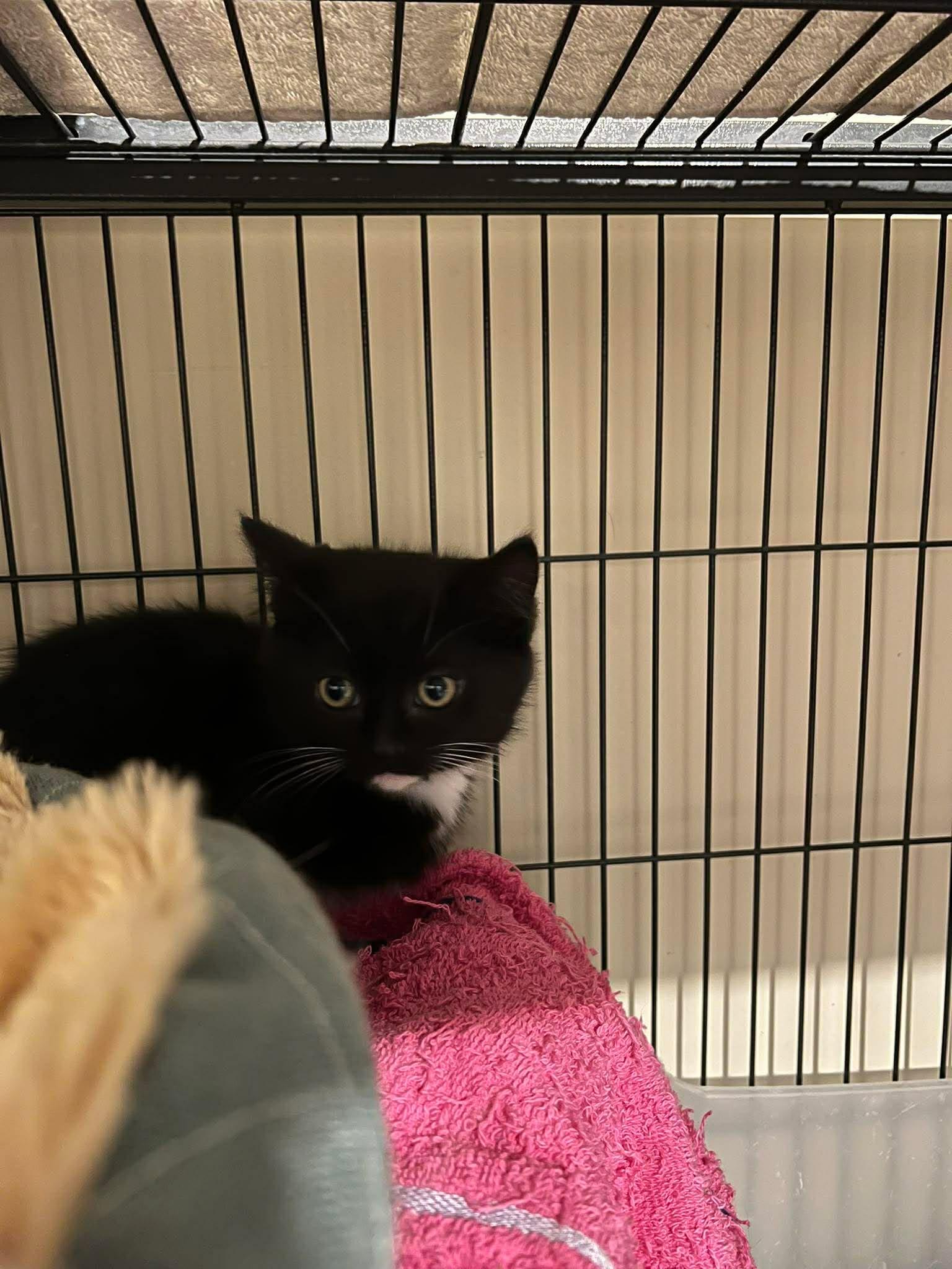 Enlarge Pablano, a ADOPTABLE Tuxedo in Calgary, AB image 2/3