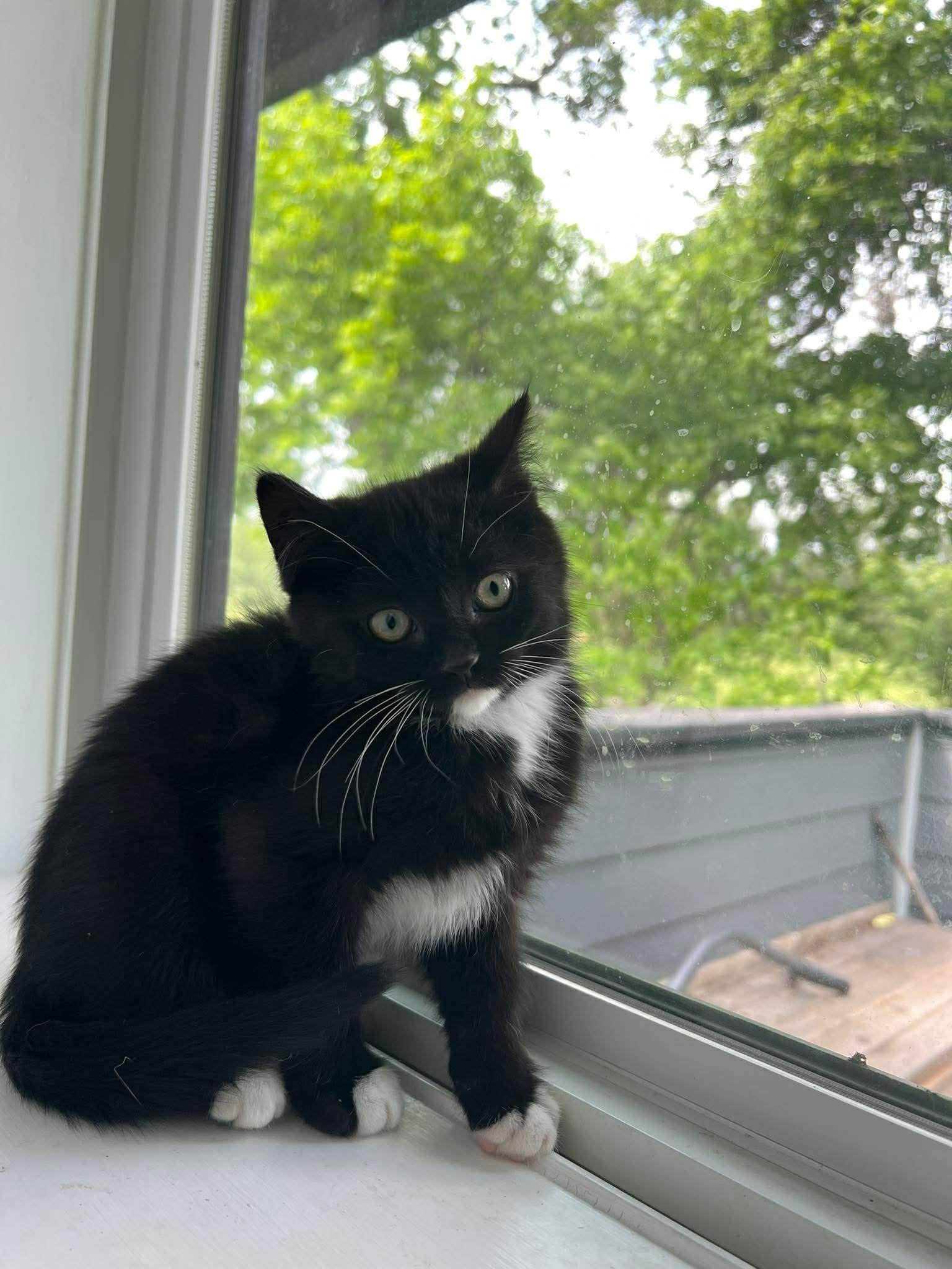 Enlarge Pablano, a ADOPTABLE Tuxedo in Calgary, AB image 1/3