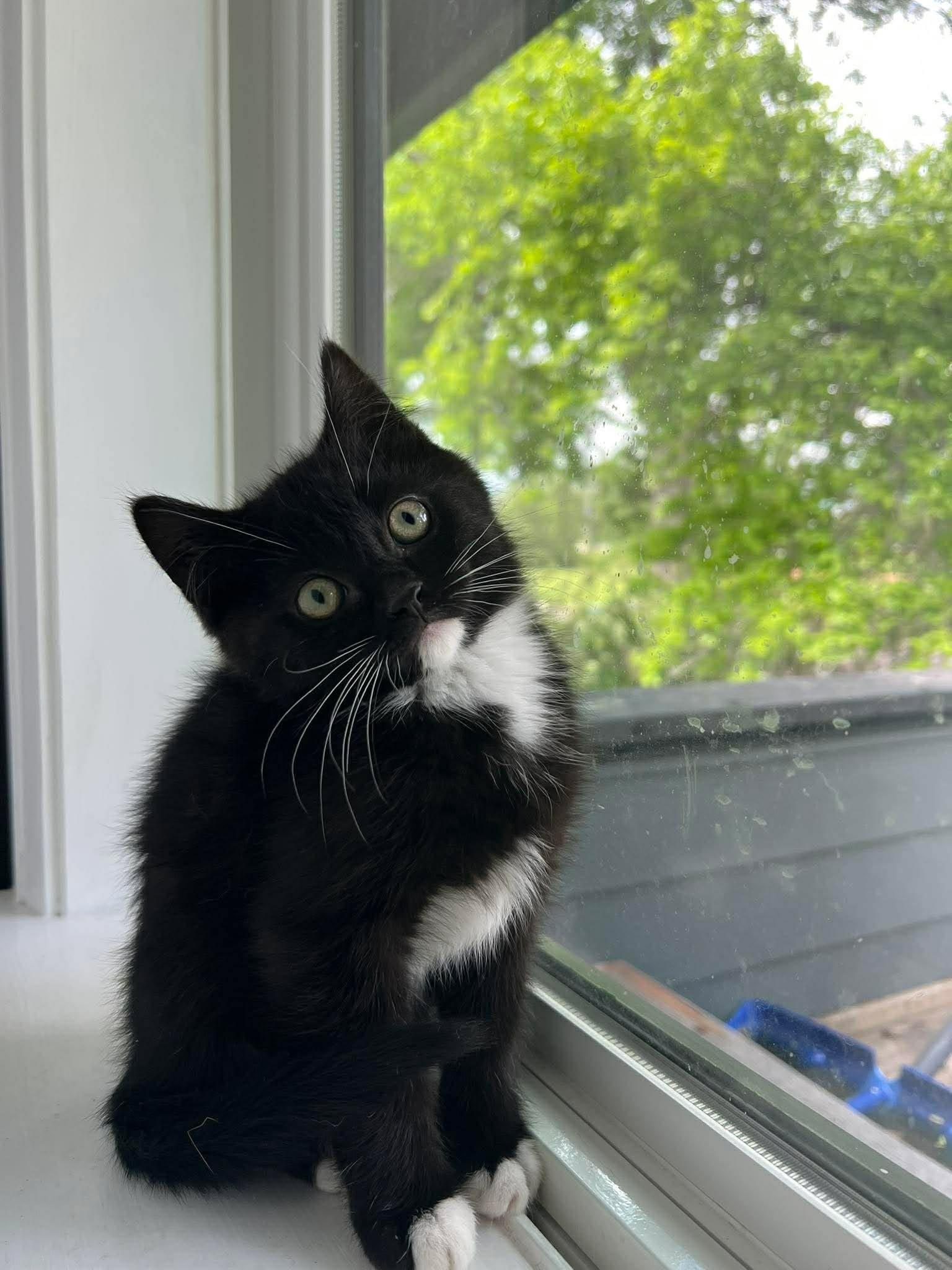 Enlarge Pablano, a ADOPTABLE Tuxedo in Calgary, AB image 3/3