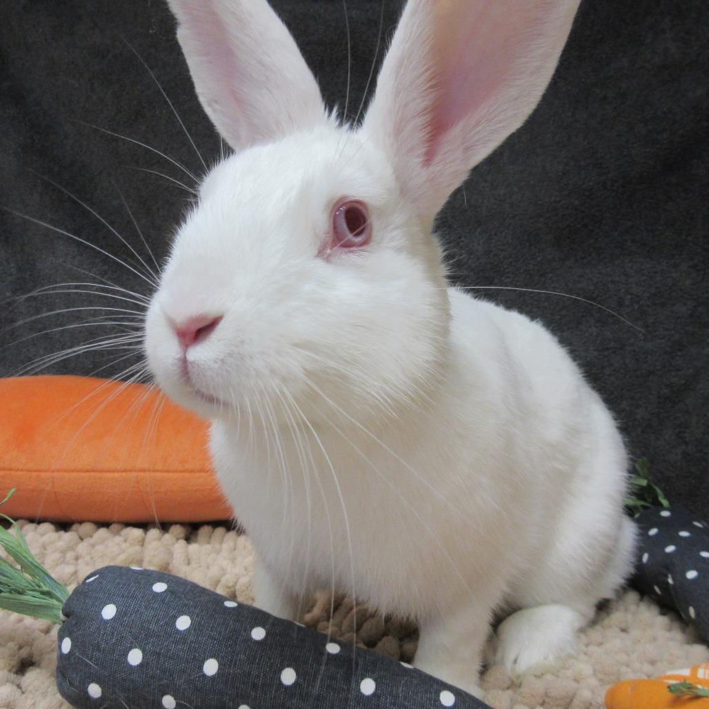 Cosette, Adoptable, Young Female Florida White.