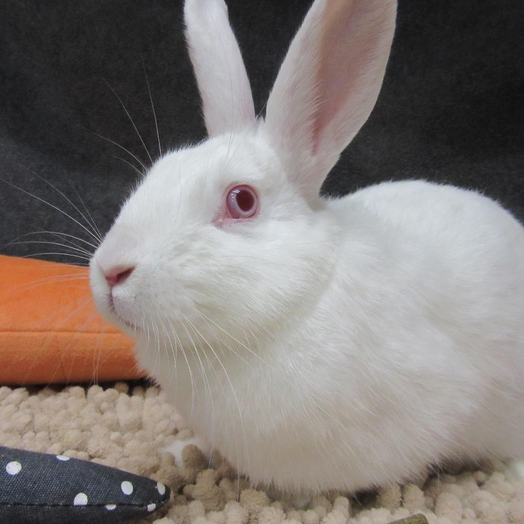Enlarge Cosette, a Adoptable Florida White in Newport, PA image 2/3