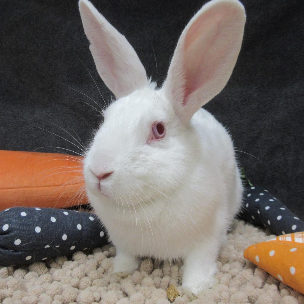 Enlarge Cosette, a Adoptable Florida White in Newport, PA image 3/3