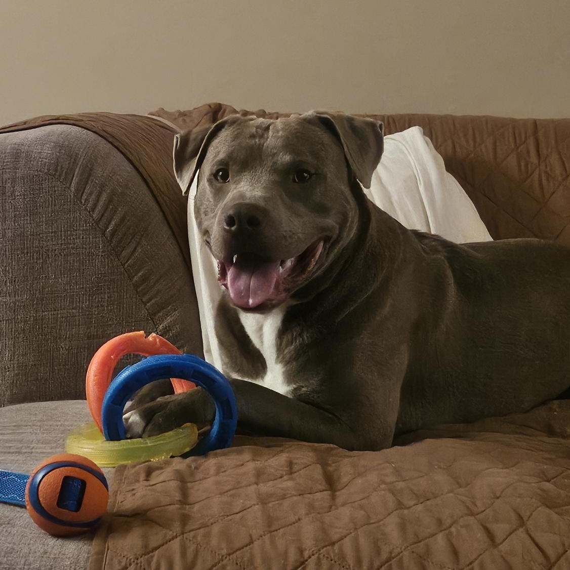 Donner, a ADOPTABLE Pit Bull Terrier in Peotone, IL image 5/5