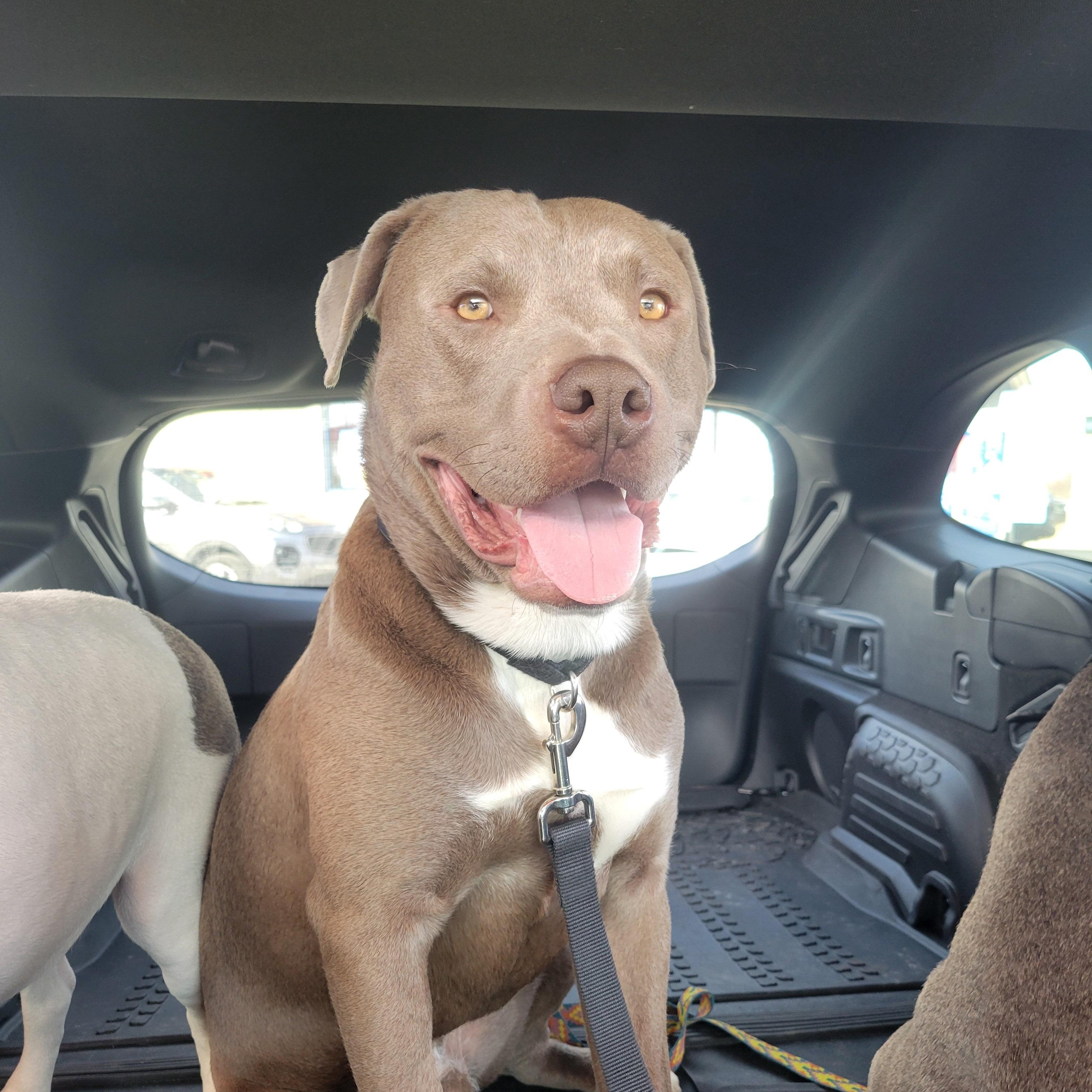 Donner, ADOPTABLE, Young Male Pit Bull Terrier.