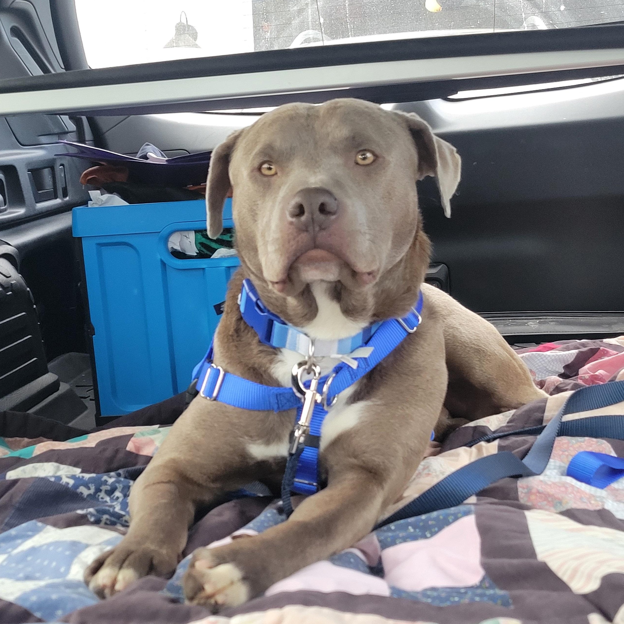 Donner, a ADOPTABLE Pit Bull Terrier in Peotone, IL image 3/5