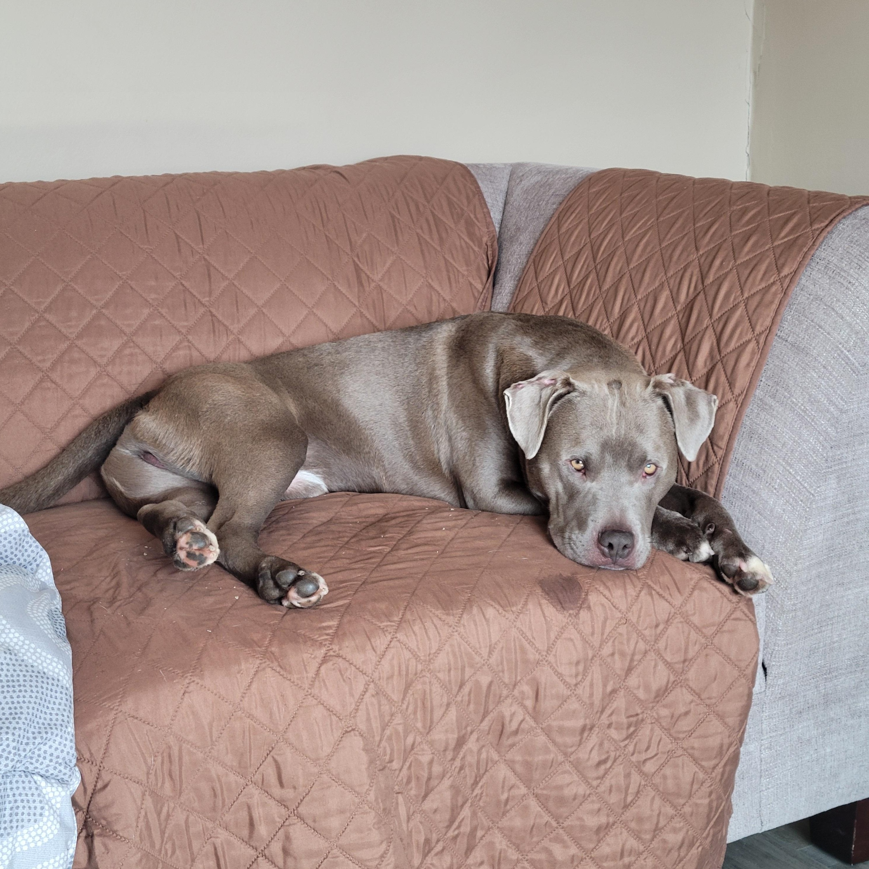 Donner, a ADOPTABLE Pit Bull Terrier in Peotone, IL image 4/5