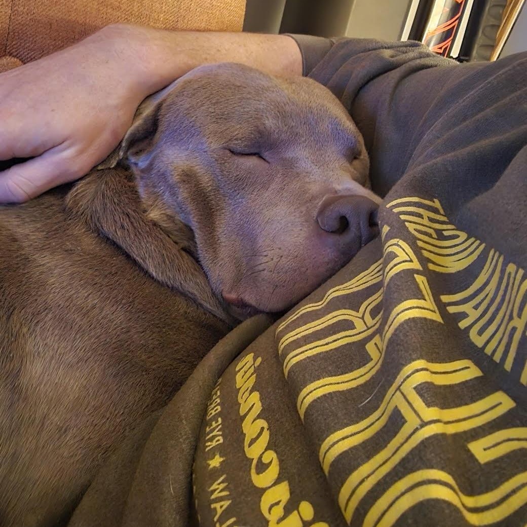 Donner, a ADOPTABLE Pit Bull Terrier in Peotone, IL image 2/5