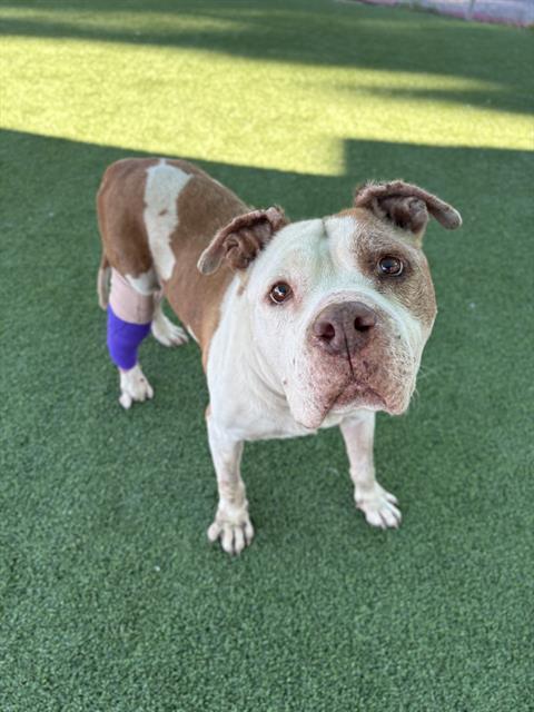 MICHAEL, Adoptable, Senior Male Pit Bull Terrier.